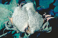 Honeydew and sooty mold on a cotton boll.