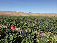 Strawberry research plots along the California coast.