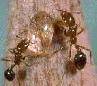 Photo of fire ants