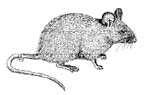 Photo of house mouse