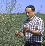 Anil Shrestha examining weed