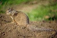 Photo of California ground squirrel