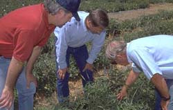 Photo of Jim Stapleton, Jeff Mitchell, and Charles Summers examining mulch.