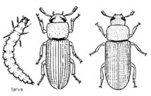 Illustration of confused flour beetle and drugstore beetle