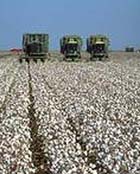 Photo of harvesters in cotton field