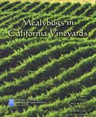 Photo of mealybugs manual