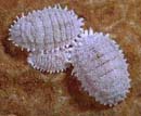 Photo of vine mealybug