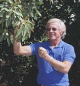 UC IPM Advisor Phil Phillips  inspecting avocado foliage for avocado thrips.