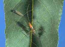 Oriental fruit moth larva and adult Macrocentrus ancylivorus parasite.