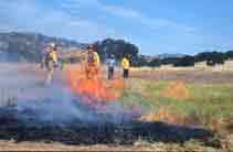 Burning of medusahead, an exotic annual grass