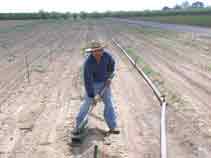 weeding in Yuba County