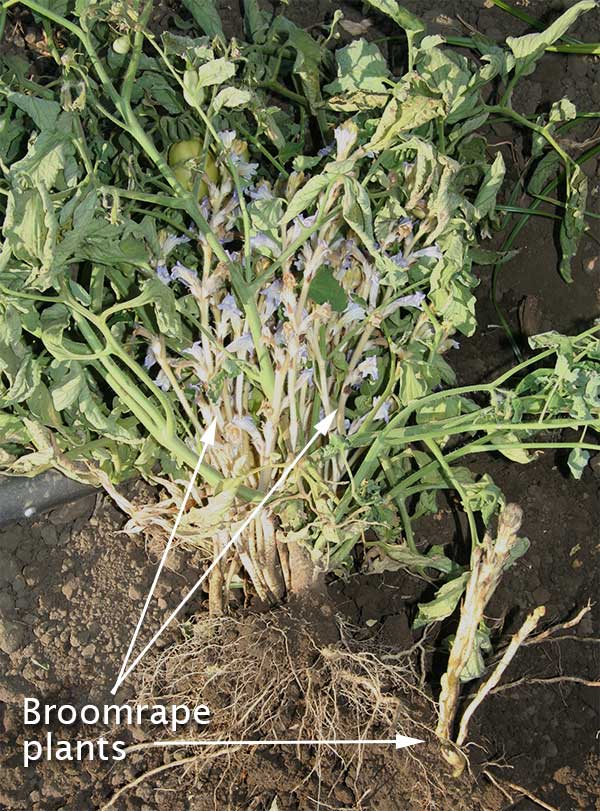 close view of broomrape plants