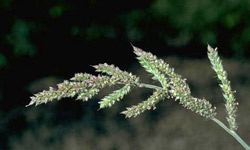 Barnyardgrass flower head.