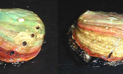 Farmed red abalone. The one on the right is severe sabellid infestation with vertical shell growth and deformed respiratory pores.