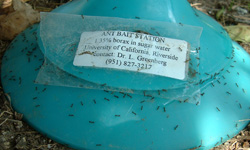 Less toxic bait stations help to rid citrus groves of Argentine ants.