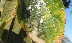 Heavily infested hackberry leaf with the honeydew produced by the aphids dripping from the tip.