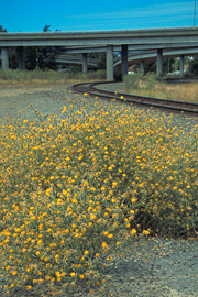 Yellow Starthistle