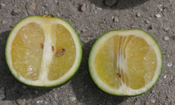 Citrus greening disease results in off-center, poorly colored fruit with a  bitter taste.