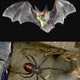  information for managing bats, spiders in urban settings