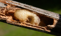 Many insects, such as this beetle larva, can avoid or tolerate extreme cold temperatures by living inside plant tissues or below ground. Here a twig borer grub spends the winter inside grape shoots.