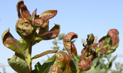 Damage to leaves and stems of a blueberry shoot. 