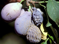 Fruit rot of mature dried plum fruit caused by the brown rot fungus at harvest.  