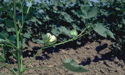 Fruiting branch with open flower and squares.  