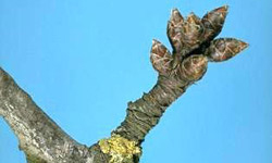 Dormant bud of reproductive growth of an almond. 