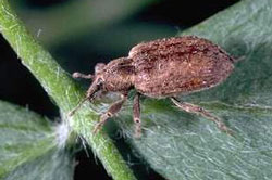 Adult Egyptian alfalfa weevil