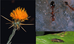 Latest research findings at UC Exotic/Invasive Pests and Diseases Research Workshop.