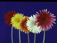 Gerberas