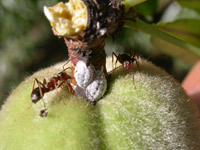 Ferrisia gilli is a new pest of deciduous trees in California.