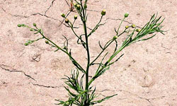 A hairy fleabane adult plant.