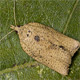 Light brown apple moth