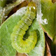 Light brown apple moth