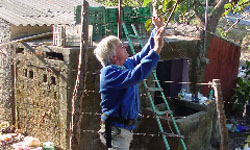 UC Integrated Pest Management advisor Phil Phillips searches for avocado lacebug in Mexico in 2008. 