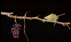 Irregular, patchy bark maturity is prominent on many grape varieties affected with Pierce's disease.