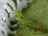 Adult Spotted gum eucalyptus  psyllid. 