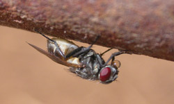 Resting house fly