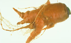 Root-knot nematodes can cause galling as well as forking of roots in carrots.