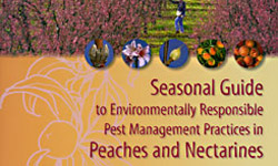 Seasonal Guide to Environmentally Responsible Pest Management Practices in Peaches and Nectarines.