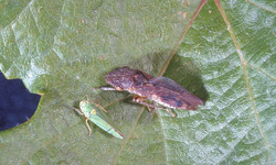 Glassy-winged and blue-green sharpshooter adults on a grape leaf.