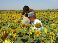 Lee Martin and Matthew Takeda use sunflowers to protect peaches from the oriental fruit moth.