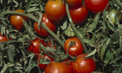 Tomatoes on the vine.