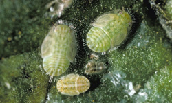 Tomato psyllid nymphs.