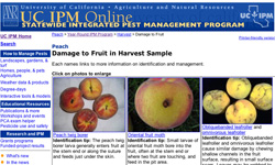 The year-round program for peaches featured on the UC Statewide IPM Program Web site.