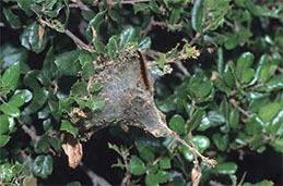 Western tent caterpillar on tent