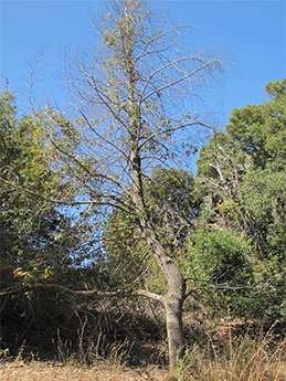 Dieback from translocated stump treatment