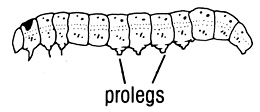 Abdominal prolegs