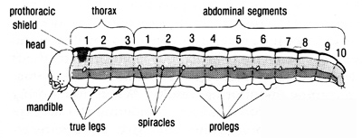 Identifying parts of the caterpillar